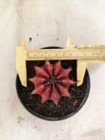 GYMNOCALYCIUM Mihanovichii Nº 614 – vaso 11 - Imagem 5