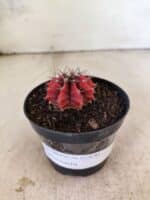 GYMNOCALYCIUM Mihanovichii  Nº 615 – vaso 09 - Imagem 2