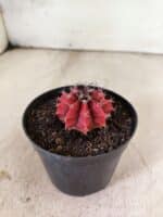 GYMNOCALYCIUM Mihanovichii  Nº 615 – vaso 09 - Imagem 6