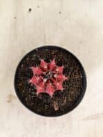 GYMNOCALYCIUM Mihanovichii  Nº 615 – vaso 09 - Imagem 3