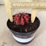 GYMNOCALYCIUM Mihanovichii  Nº 615 – vaso 09