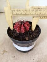 GYMNOCALYCIUM Mihanovichii  Nº 615 – vaso 09