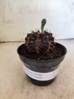 GYMNOCALYCIUM Mihanovichii Purple Nº 611 – vaso 11 - Imagem 2