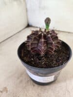 GYMNOCALYCIUM Mihanovichii Purple Nº 611 – vaso 11 - Imagem 8