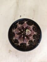 GYMNOCALYCIUM Mihanovichii Purple Nº 611 – vaso 11 - Imagem 3