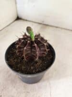 GYMNOCALYCIUM Mihanovichii Purple Nº 611 – vaso 11 - Imagem 7