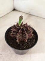 GYMNOCALYCIUM Mihanovichii Purple Nº 611 – vaso 11 - Imagem 6