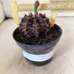 GYMNOCALYCIUM Mihanovichii Purple Nº 611 – vaso 11