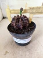 GYMNOCALYCIUM Mihanovichii Purple Nº 611 – vaso 11