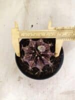 GYMNOCALYCIUM Mihanovichii Purple Nº 611 – vaso 11 - Imagem 5