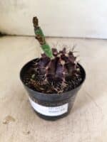 GYMNOCALYCIUM Mihanovichii Purple Nº 613 – vaso 09 - Imagem 8