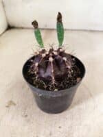 GYMNOCALYCIUM Mihanovichii Purple Nº 613 – vaso 09 - Imagem 7