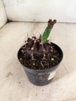 GYMNOCALYCIUM Mihanovichii Purple Nº 613 – vaso 09 - Imagem 6