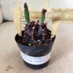 GYMNOCALYCIUM Mihanovichii Purple Nº 613 – vaso 09