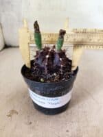 GYMNOCALYCIUM Mihanovichii Purple Nº 613 – vaso 09