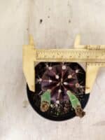 GYMNOCALYCIUM Mihanovichii Purple Nº 613 – vaso 09 - Imagem 5