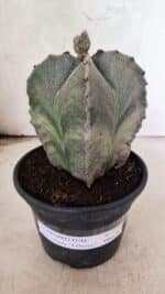 ASTROPHYTUM MYRIOSTIGMA "4 Quinas"  Nº 1170 – vaso 15 - Imagem 2