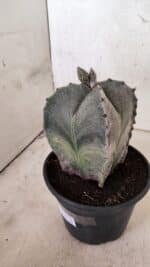 ASTROPHYTUM MYRIOSTIGMA "4 Quinas"  Nº 1170 – vaso 15 - Imagem 6