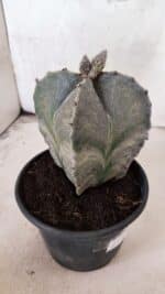 ASTROPHYTUM MYRIOSTIGMA "4 Quinas"  Nº 1170 – vaso 15 - Imagem 5