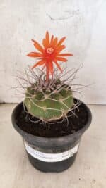 MATRIZ MATUCANA MADISONIORUM Nº 340 – vaso 15 - Imagem 2