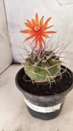 MATRIZ MATUCANA MADISONIORUM Nº 340 – vaso 15 - Imagem 9