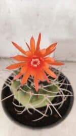 MATRIZ MATUCANA MADISONIORUM Nº 340 – vaso 15 - Imagem 8