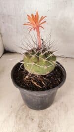 MATRIZ MATUCANA MADISONIORUM Nº 340 – vaso 15 - Imagem 6