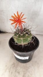 MATRIZ MATUCANA MADISONIORUM Nº 340 – vaso 15 - Imagem 5