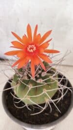 MATRIZ MATUCANA MADISONIORUM Nº 340 – vaso 15 - Imagem 3