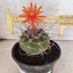 MATRIZ MATUCANA MADISONIORUM Nº 340 – vaso 15