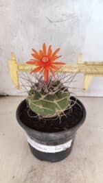 MATRIZ MATUCANA MADISONIORUM Nº 340 – vaso 15