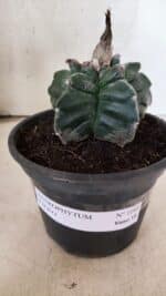MATRIZ ASTROPHYTUM cv KIKKO Nº 1085 – vaso 15 - Imagem 2