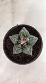 MATRIZ ASTROPHYTUM cv KIKKO Nº 1085 – vaso 15 - Imagem 3