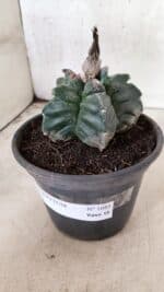 MATRIZ ASTROPHYTUM cv KIKKO Nº 1085 – vaso 15 - Imagem 9