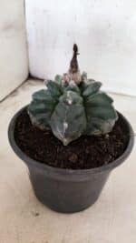 MATRIZ ASTROPHYTUM cv KIKKO Nº 1085 – vaso 15 - Imagem 8