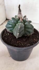 MATRIZ ASTROPHYTUM cv KIKKO Nº 1085 – vaso 15 - Imagem 7