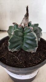 MATRIZ ASTROPHYTUM cv KIKKO Nº 1085 – vaso 15 - Imagem 6