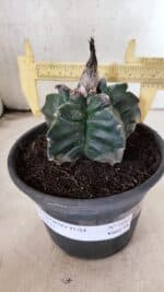 MATRIZ ASTROPHYTUM cv KIKKO Nº 1085 – vaso 15