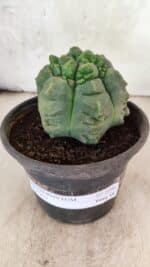 MATRIZ ASTROPHYTUM cv KIKKO  Nº 1090 – vaso 15 - Imagem 2