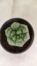 MATRIZ ASTROPHYTUM cv KIKKO  Nº 1090 – vaso 15 - Imagem 3