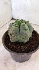 MATRIZ ASTROPHYTUM cv KIKKO  Nº 1090 – vaso 15 - Imagem 8