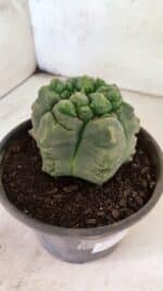 MATRIZ ASTROPHYTUM cv KIKKO  Nº 1090 – vaso 15 - Imagem 7