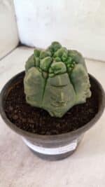 MATRIZ ASTROPHYTUM cv KIKKO  Nº 1090 – vaso 15 - Imagem 6