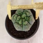 MATRIZ ASTROPHYTUM cv KIKKO  Nº 1090 – vaso 15