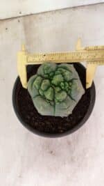 MATRIZ ASTROPHYTUM cv KIKKO  Nº 1090 – vaso 15