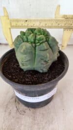 MATRIZ ASTROPHYTUM cv KIKKO  Nº 1090 – vaso 15 - Imagem 4