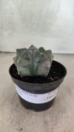 MATRIZ ASTROPHYTUM cv KIKKO  Nº 1093 – vaso 11 - Imagem 2