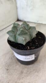 MATRIZ ASTROPHYTUM cv KIKKO  Nº 1093 – vaso 11 - Imagem 9