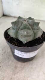MATRIZ ASTROPHYTUM cv KIKKO  Nº 1093 – vaso 11 - Imagem 8