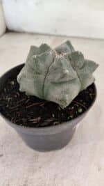 MATRIZ ASTROPHYTUM cv KIKKO  Nº 1093 – vaso 11 - Imagem 7